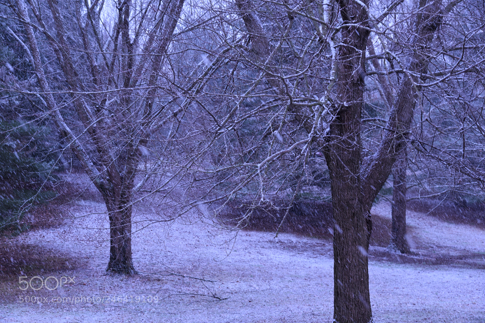 Nikon AF-S Nikkor 24-120mm F4G ED VR sample photo. Falling snow photography