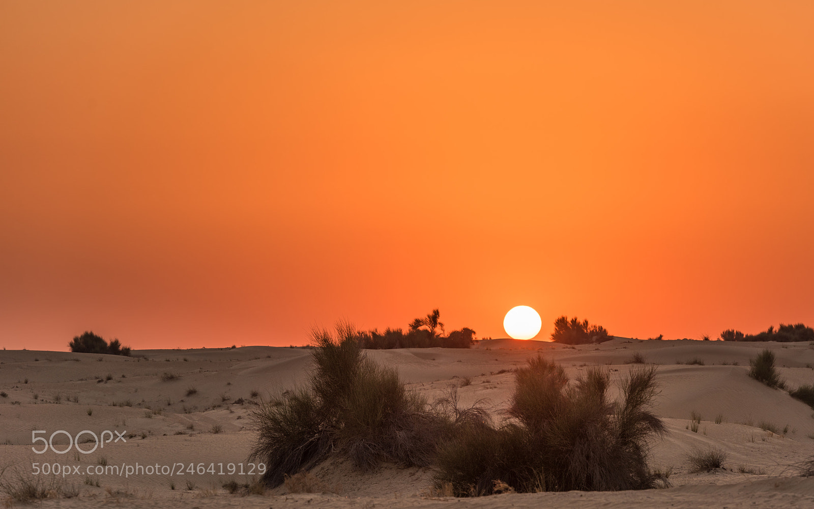Nikon D810 sample photo. Dubai desert photography