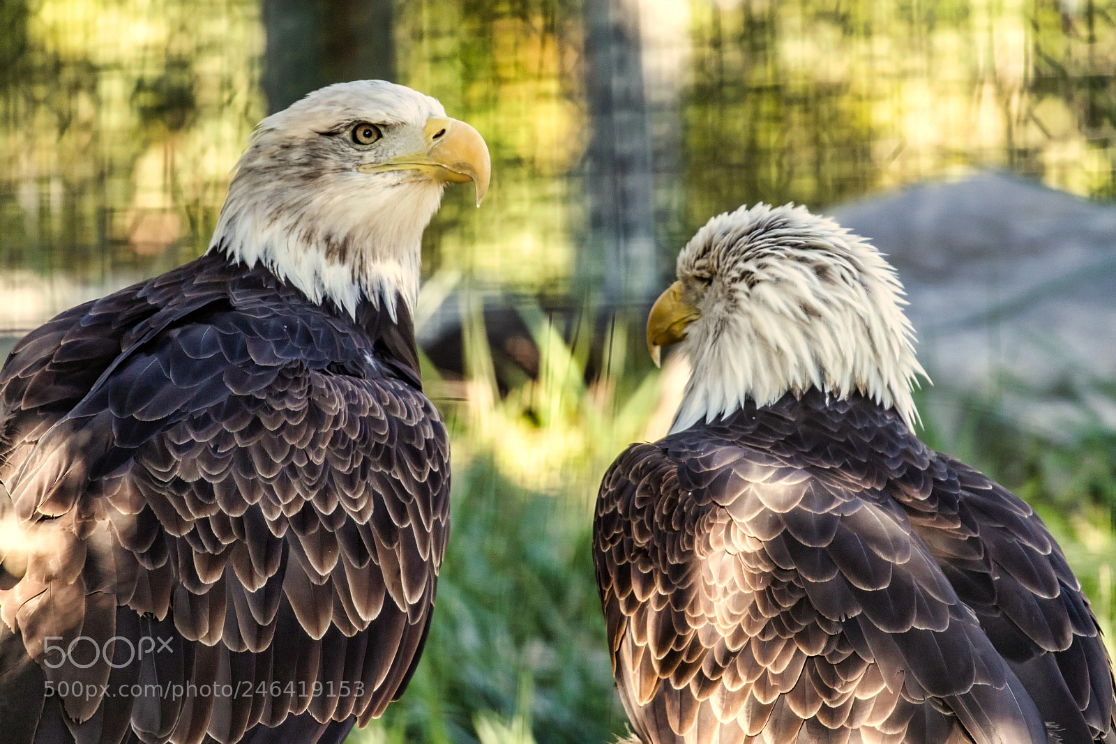 Canon EOS M5 sample photo. Eagle buddies photography