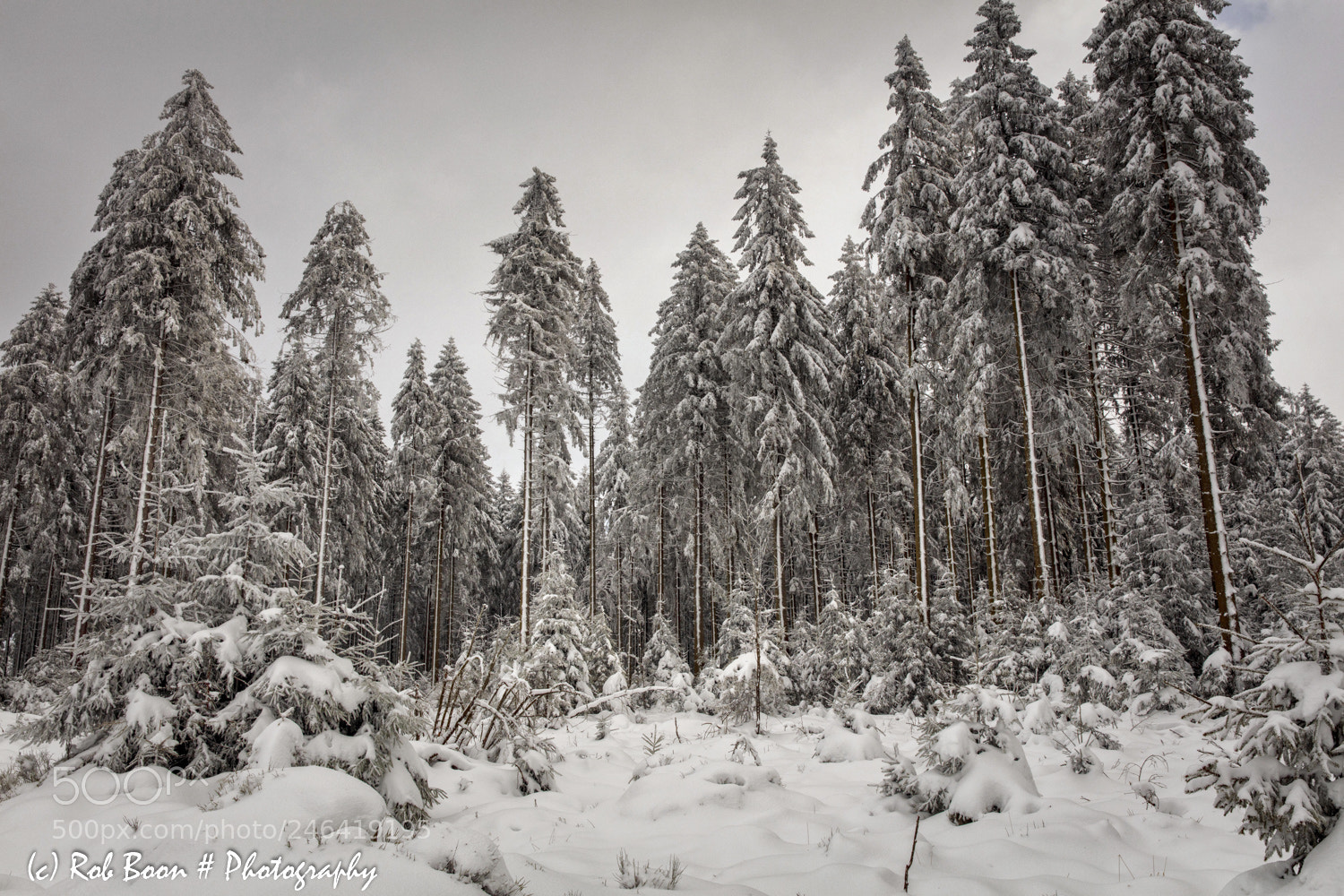 Canon EOS 5DS sample photo. Winter @ botrange 13 photography