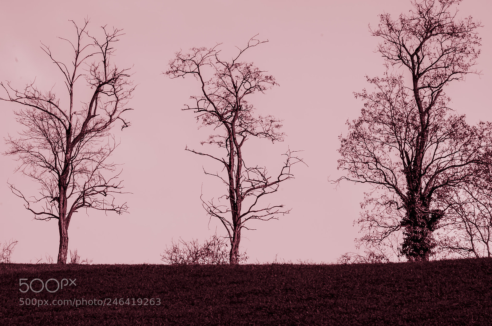 Pentax K-5 sample photo. The trees of our photography