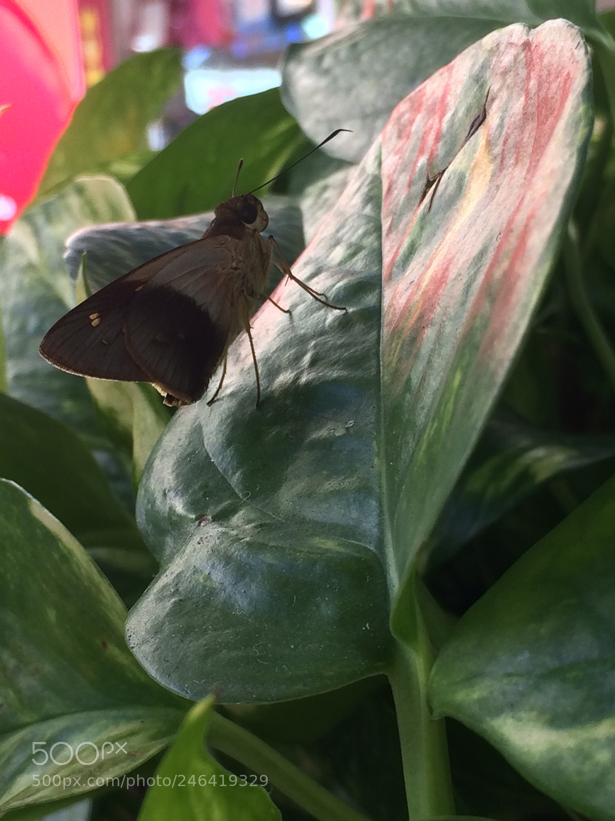 Apple iPhone 5s sample photo. Butterfly photography