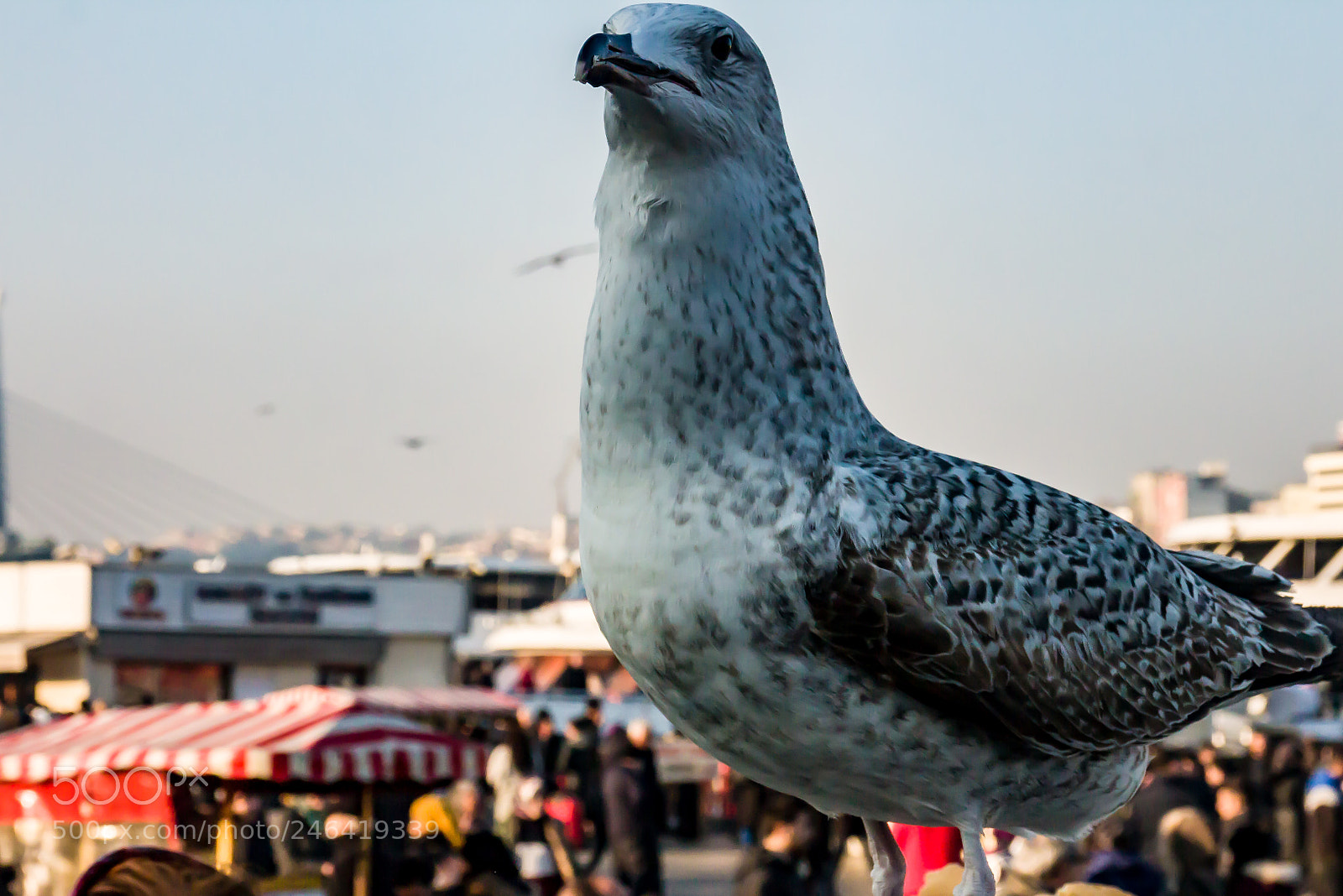 Canon EOS M sample photo. Eminönü photography
