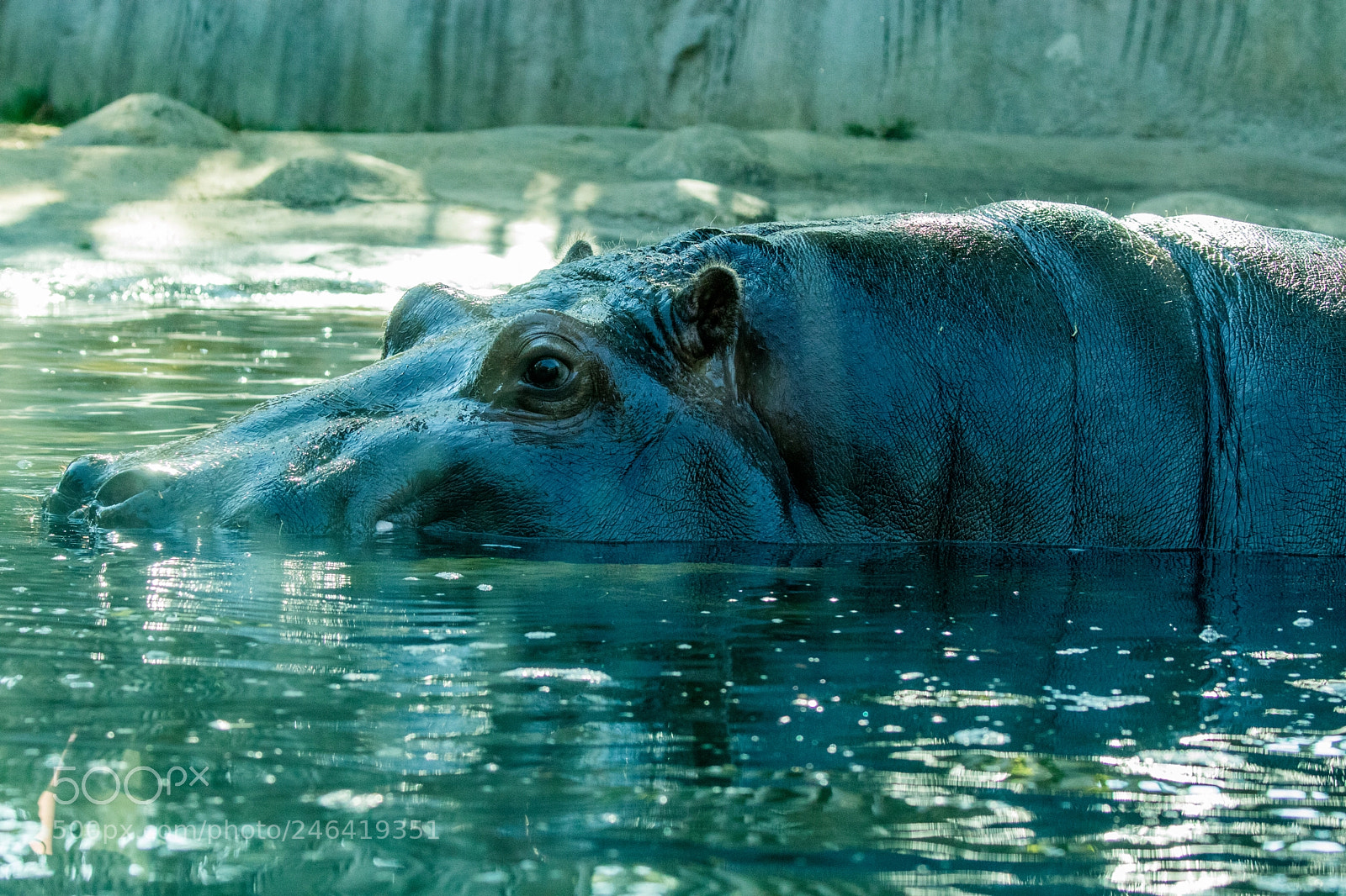 Canon EOS M5 sample photo. Portrait of a hippo photography