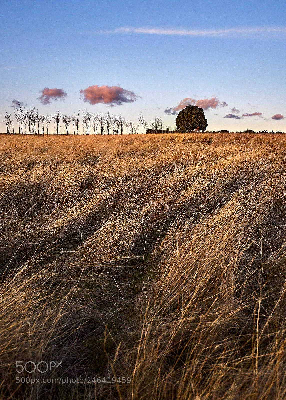 Sony a7 II sample photo. Field photography