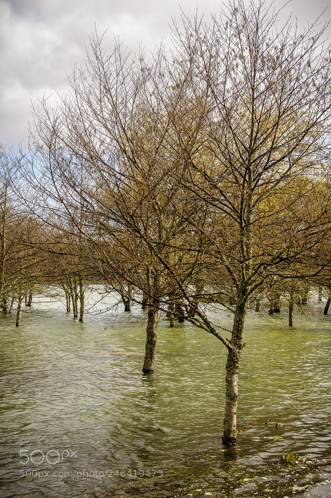 Nikon D90 sample photo. Seasonal wetlands ii photography