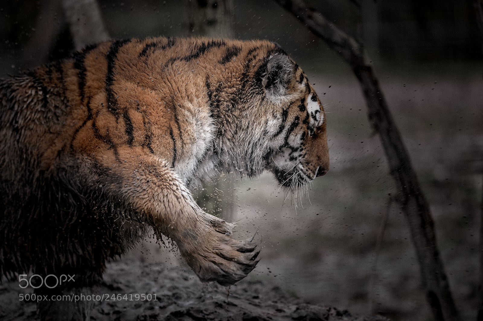 Nikon D4 sample photo. Tigre photography