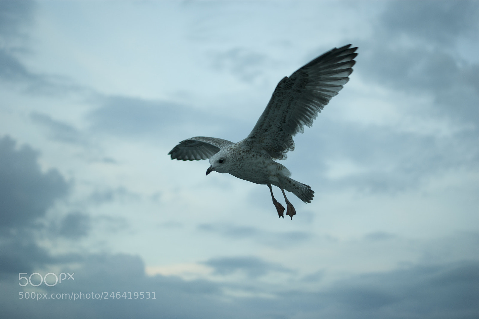 Sony Alpha DSLR-A290 sample photo. Flight photography