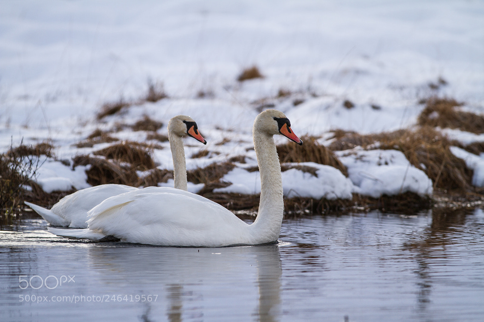 Canon EOS 7D sample photo. Swans photography