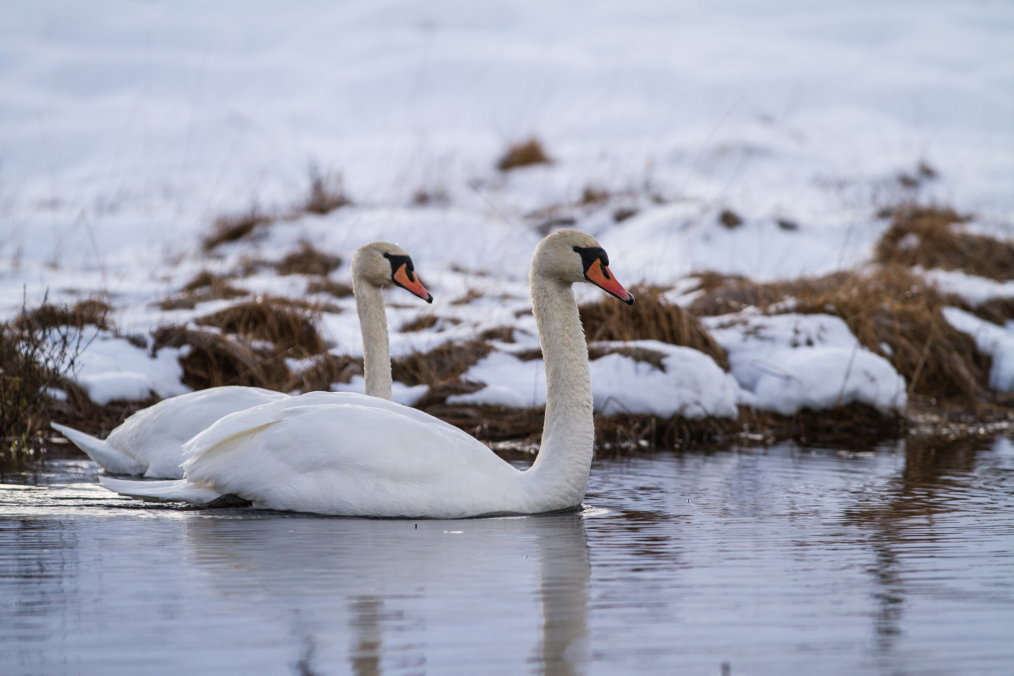 Swans