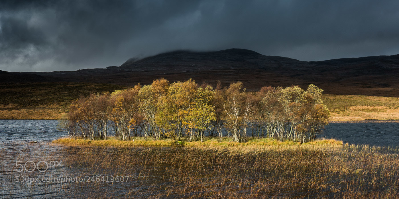 Sony a7R II sample photo. Deforestation photography
