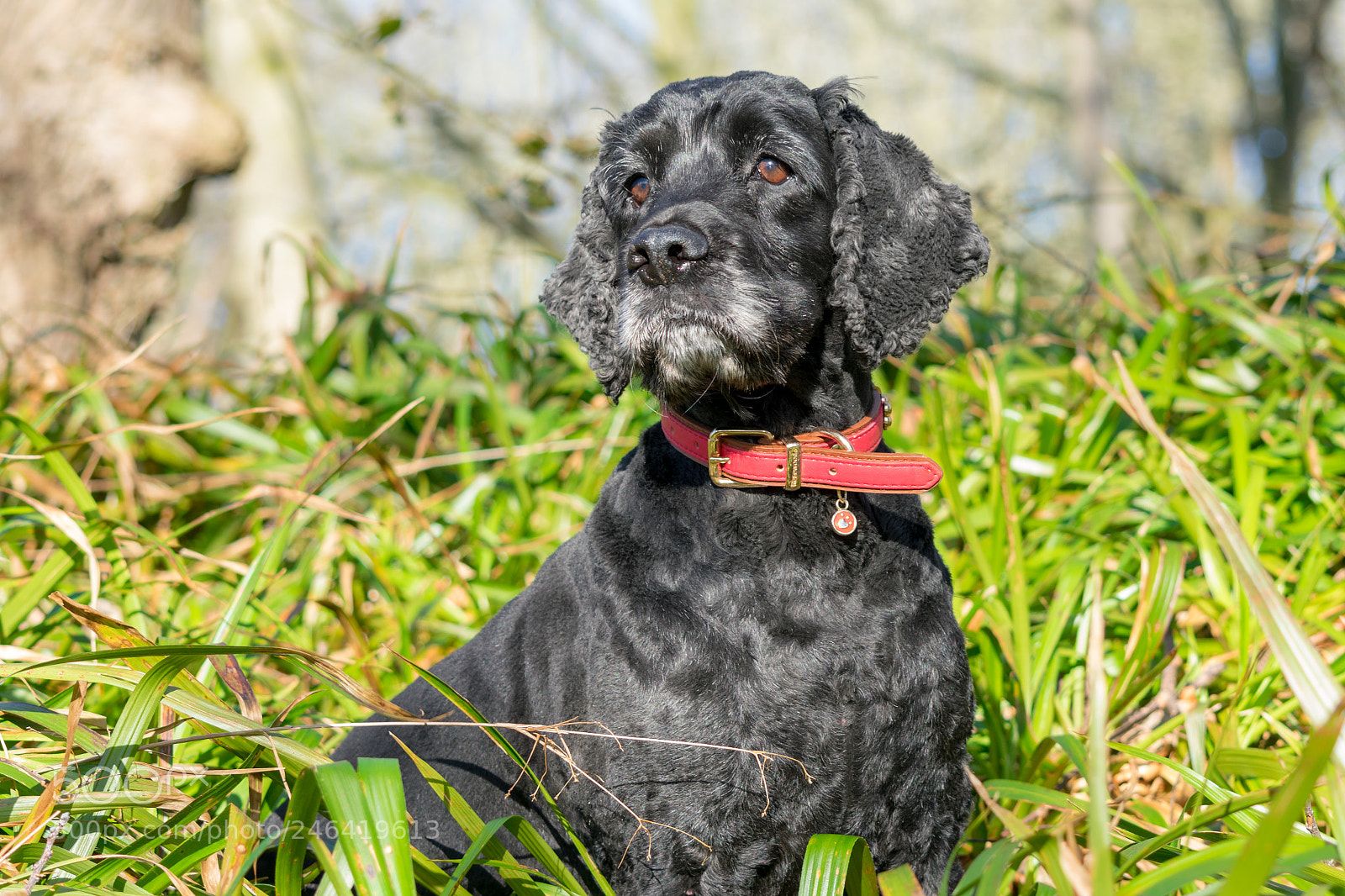 Nikon D3400 sample photo. Dog photography