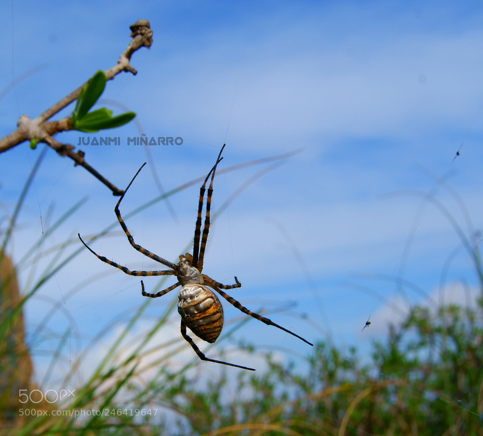 Sony Alpha DSLR-A330 sample photo. Spider photography