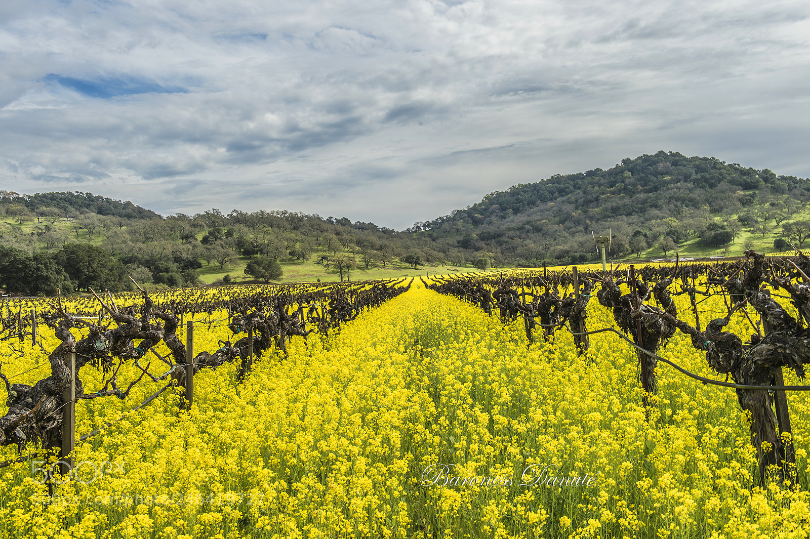 Nikon D4S sample photo. Napa valley photography