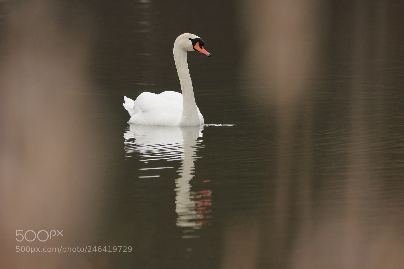 Canon EOS 550D (EOS Rebel T2i / EOS Kiss X4) sample photo. Swan photography