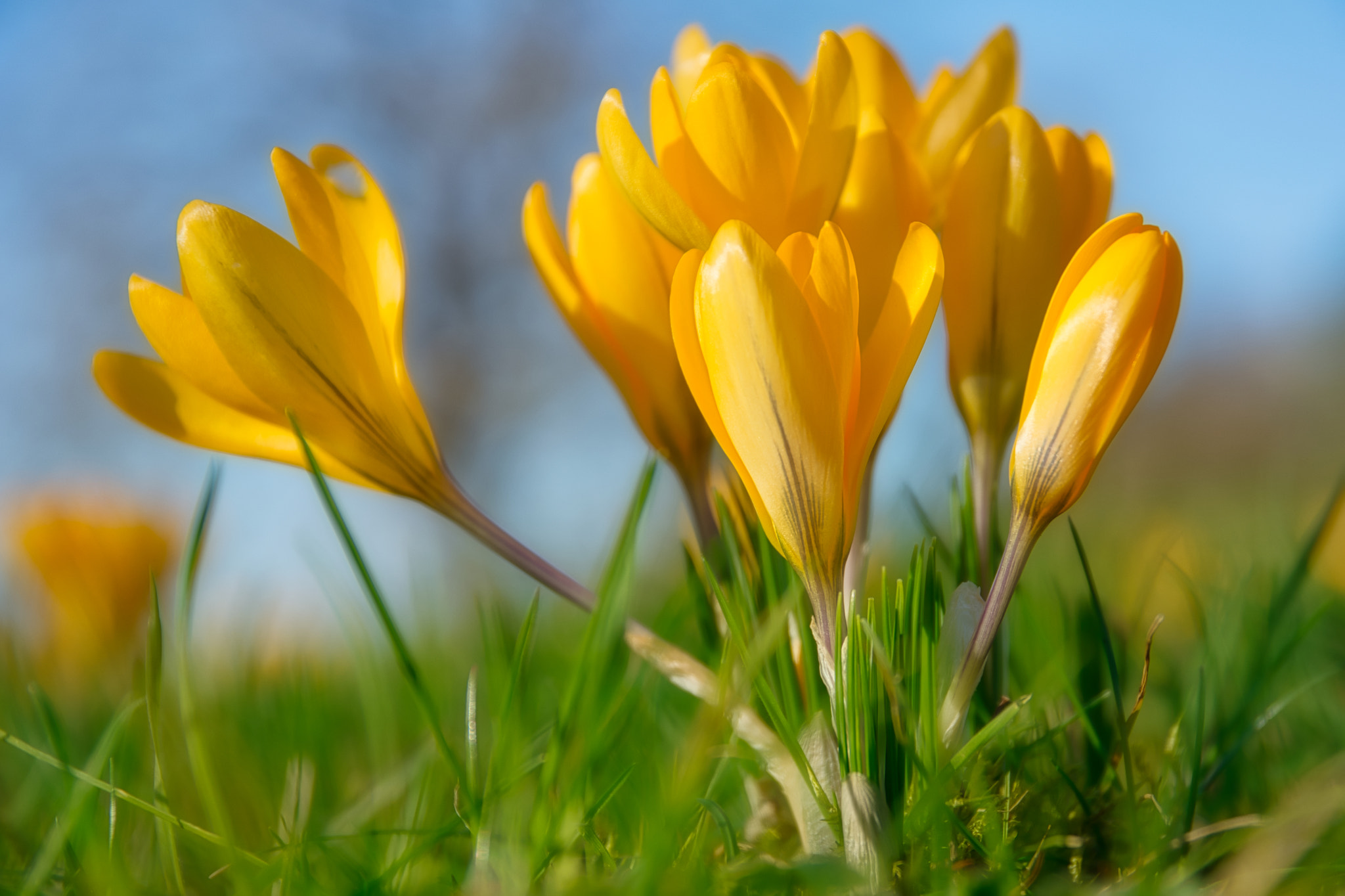 Sigma 17-70mm F2.8-4 DC Macro OS HSM | C sample photo. Krokusgruppe photography
