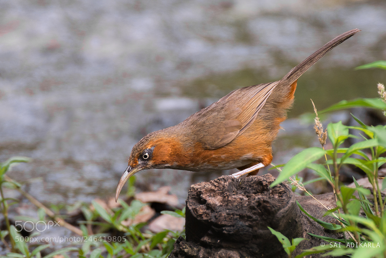 Nikon D610 sample photo. Rusty-cheeked scimitar babbler photography