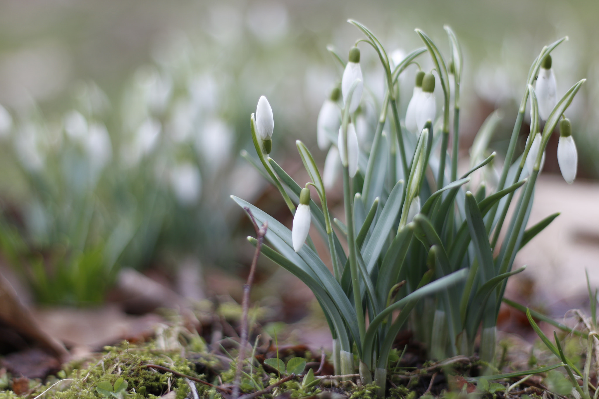 Canon EOS 760D (EOS Rebel T6s / EOS 8000D) + Canon EF 50mm F1.8 II sample photo. Erste frühlingsboten photography