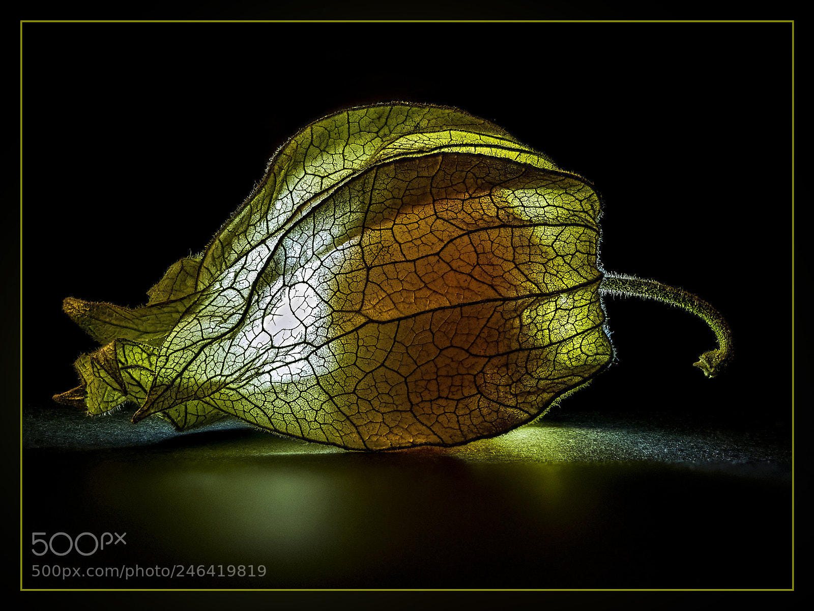 Panasonic Lumix DMC-GX85 (Lumix DMC-GX80 / Lumix DMC-GX7 Mark II) sample photo. Physalis photography