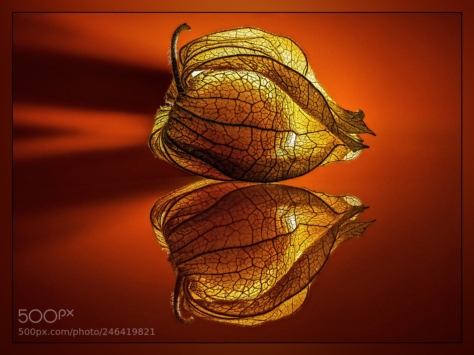 Panasonic Lumix DMC-GX85 (Lumix DMC-GX80 / Lumix DMC-GX7 Mark II) sample photo. Physalis photography