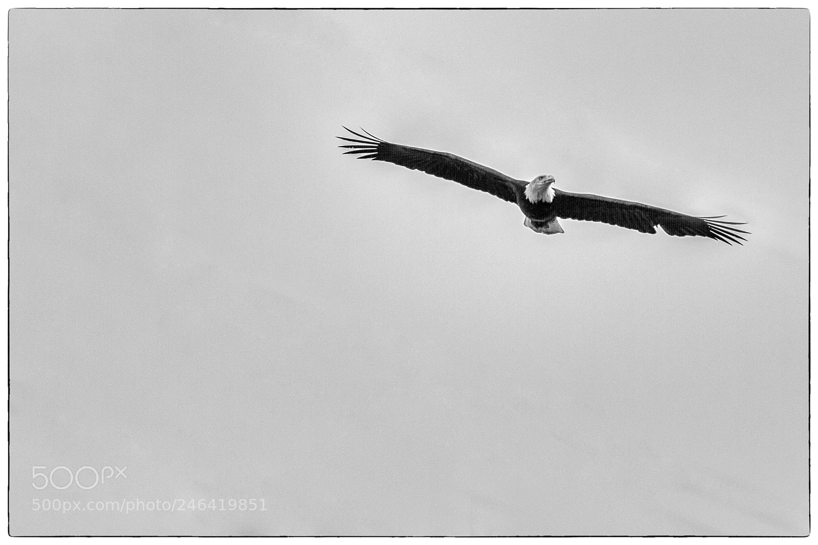 Canon EOS 7D sample photo. Soaring photography