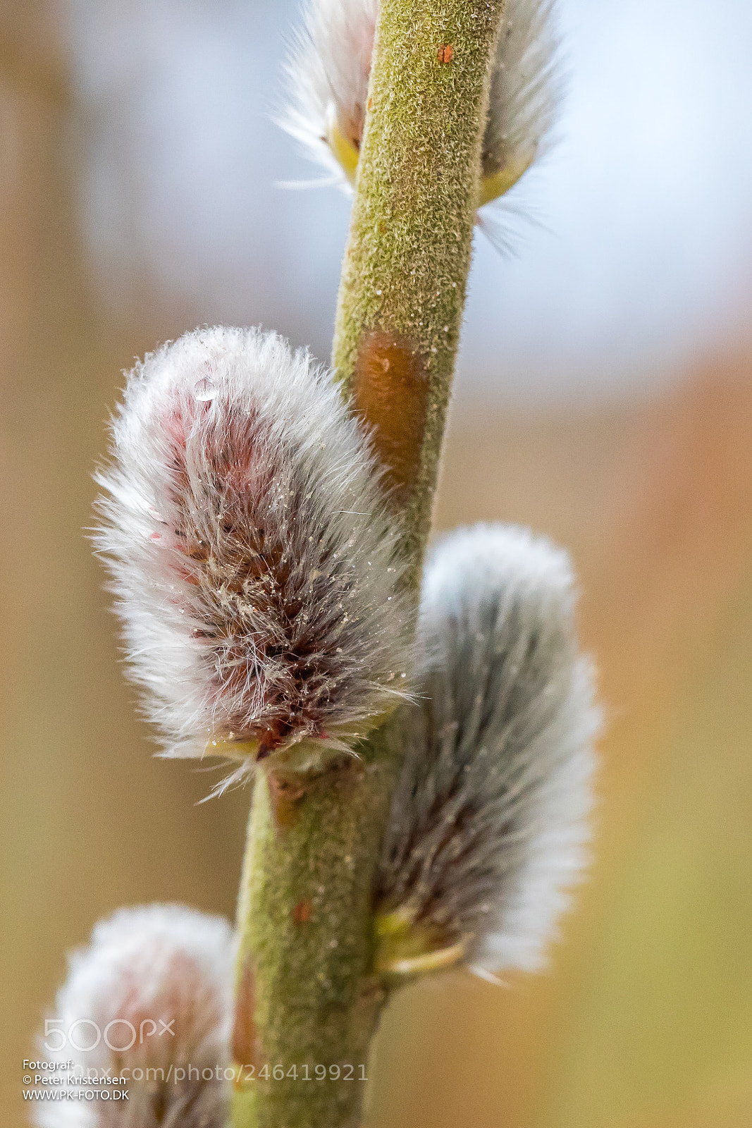 Canon EOS 6D Mark II sample photo. Macro photography