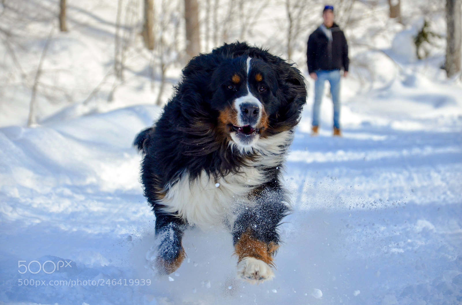 Nikon D5100 sample photo. Fur ball photography