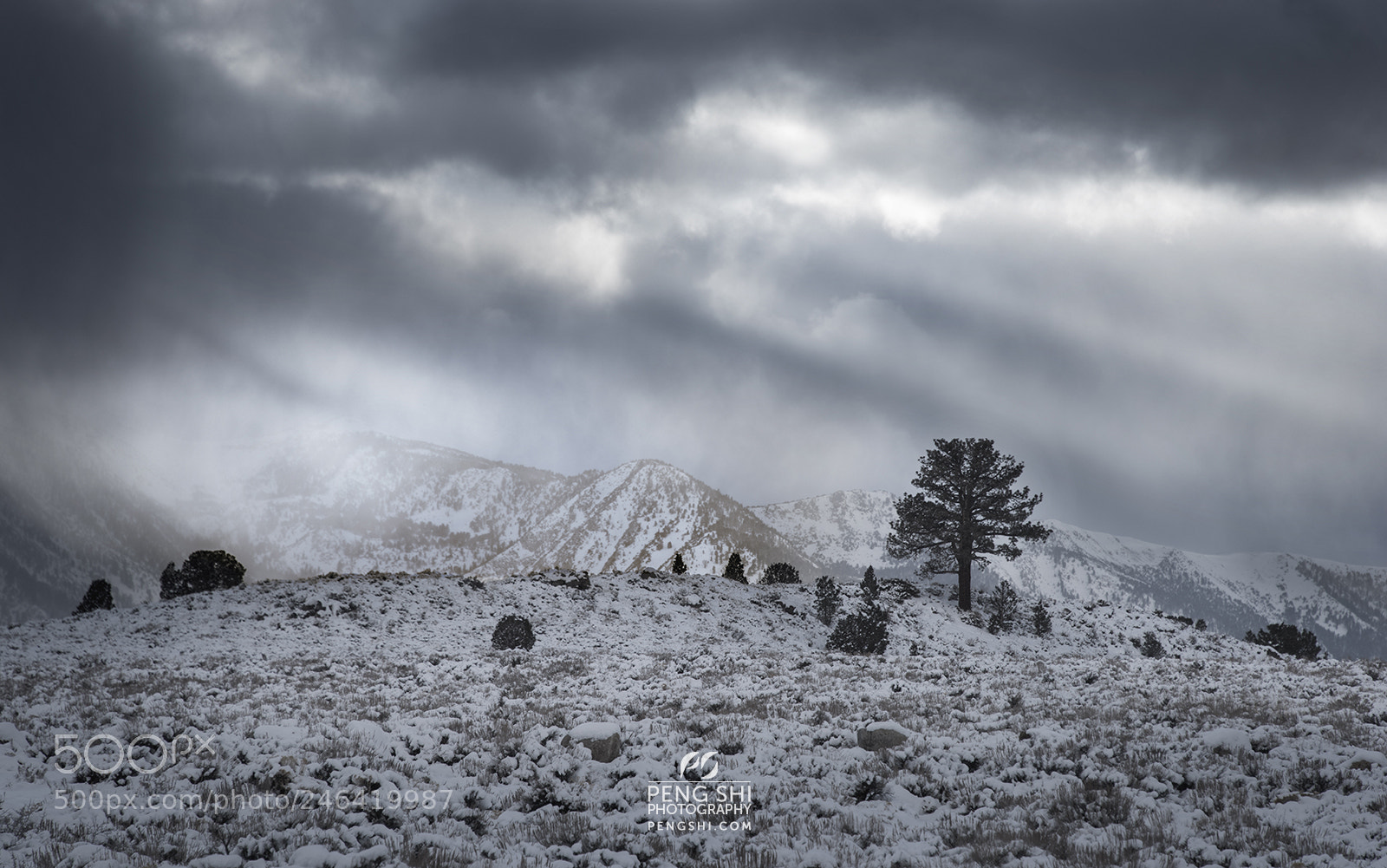 Nikon D810 sample photo. Last tree standing photography