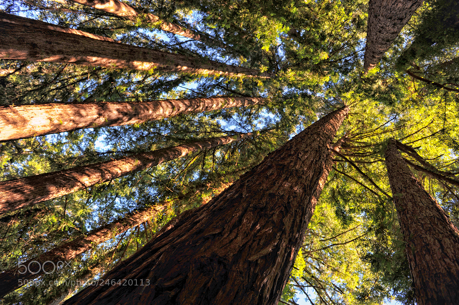 Nikon D700 sample photo. Canopy photography