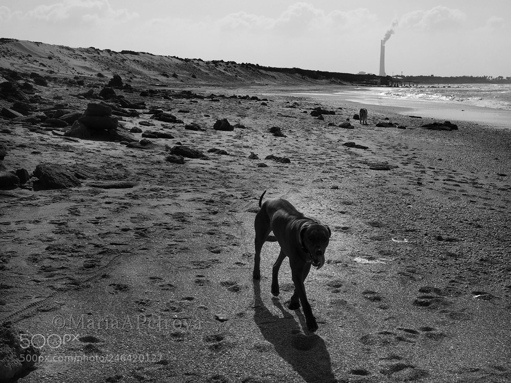 Olympus OM-D E-M5 II sample photo. Ridgeback photography