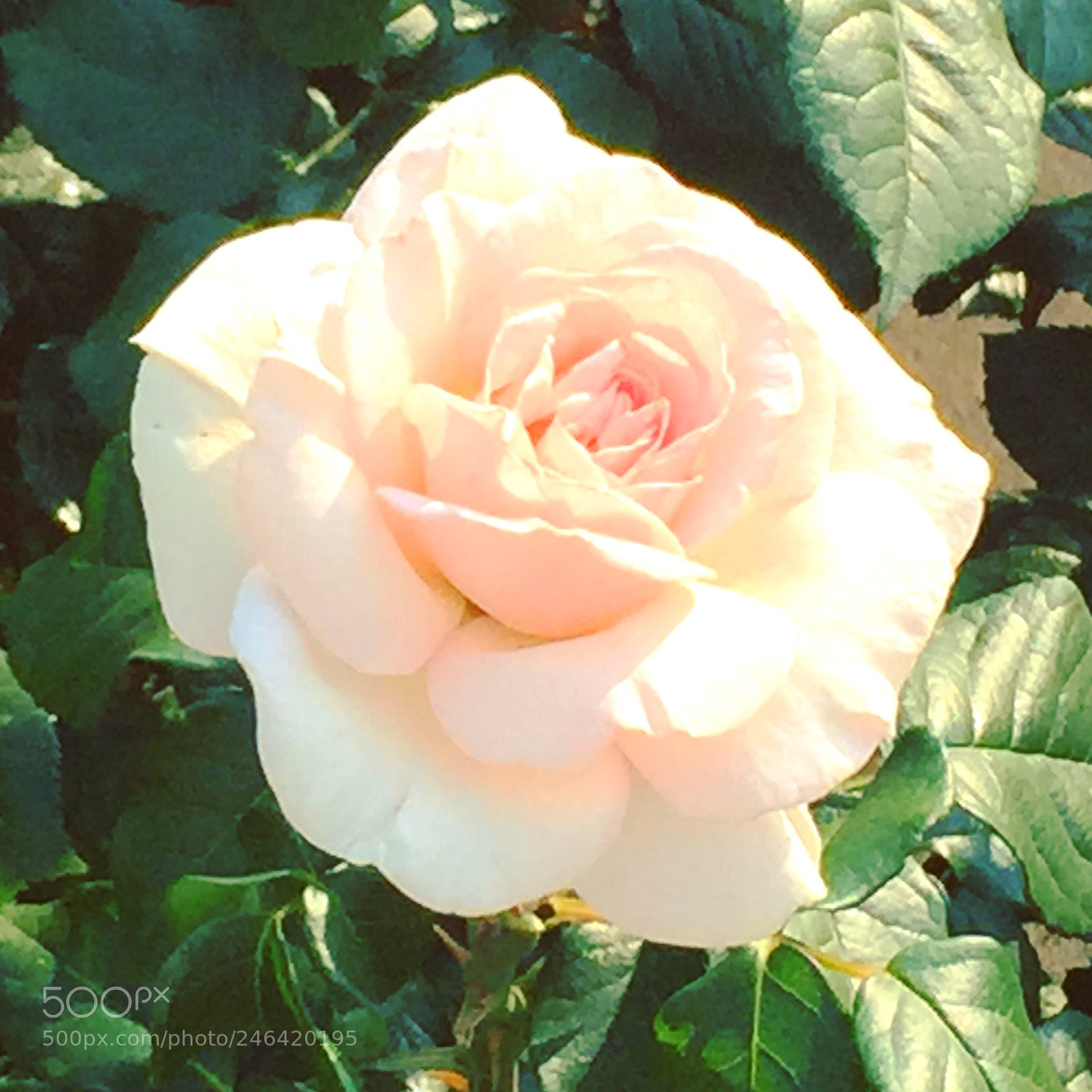 Apple iPhone 6 sample photo. Rose photography