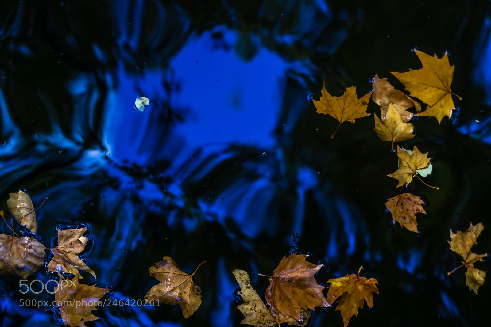 Pentax K-5 sample photo. Fallen leaves #2 photography