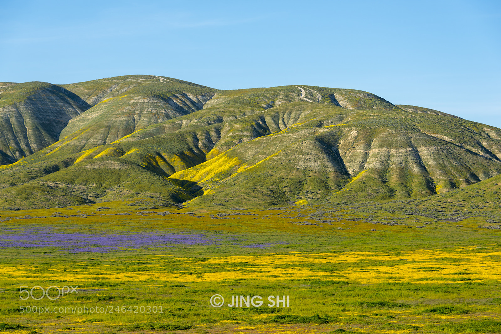 Nikon D810 sample photo. Carpet of flowers photography