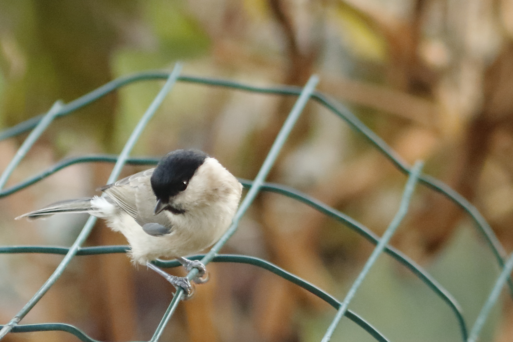 Canon EOS 7D Mark II + Canon EF 100mm F2.8L Macro IS USM sample photo. Mésange nonnette (poecile palustris - marsh tit) photography