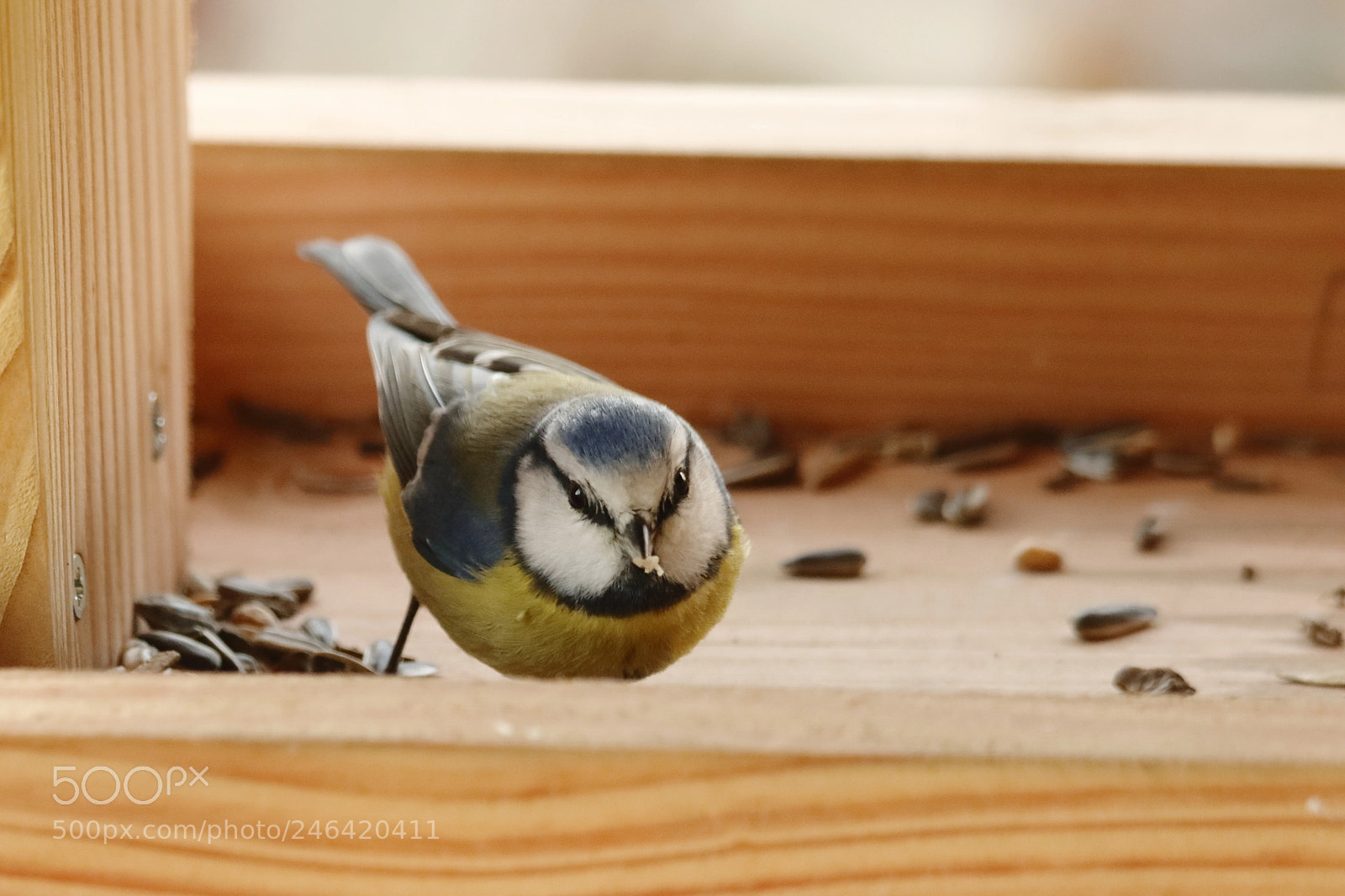 Canon EOS 7D Mark II sample photo. M sange bleue cyanistes photography