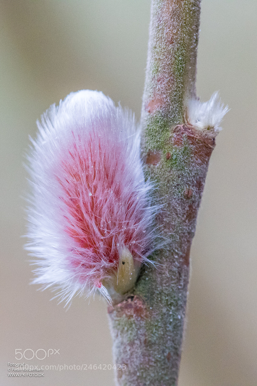 Canon EOS 6D Mark II sample photo. Macro photography