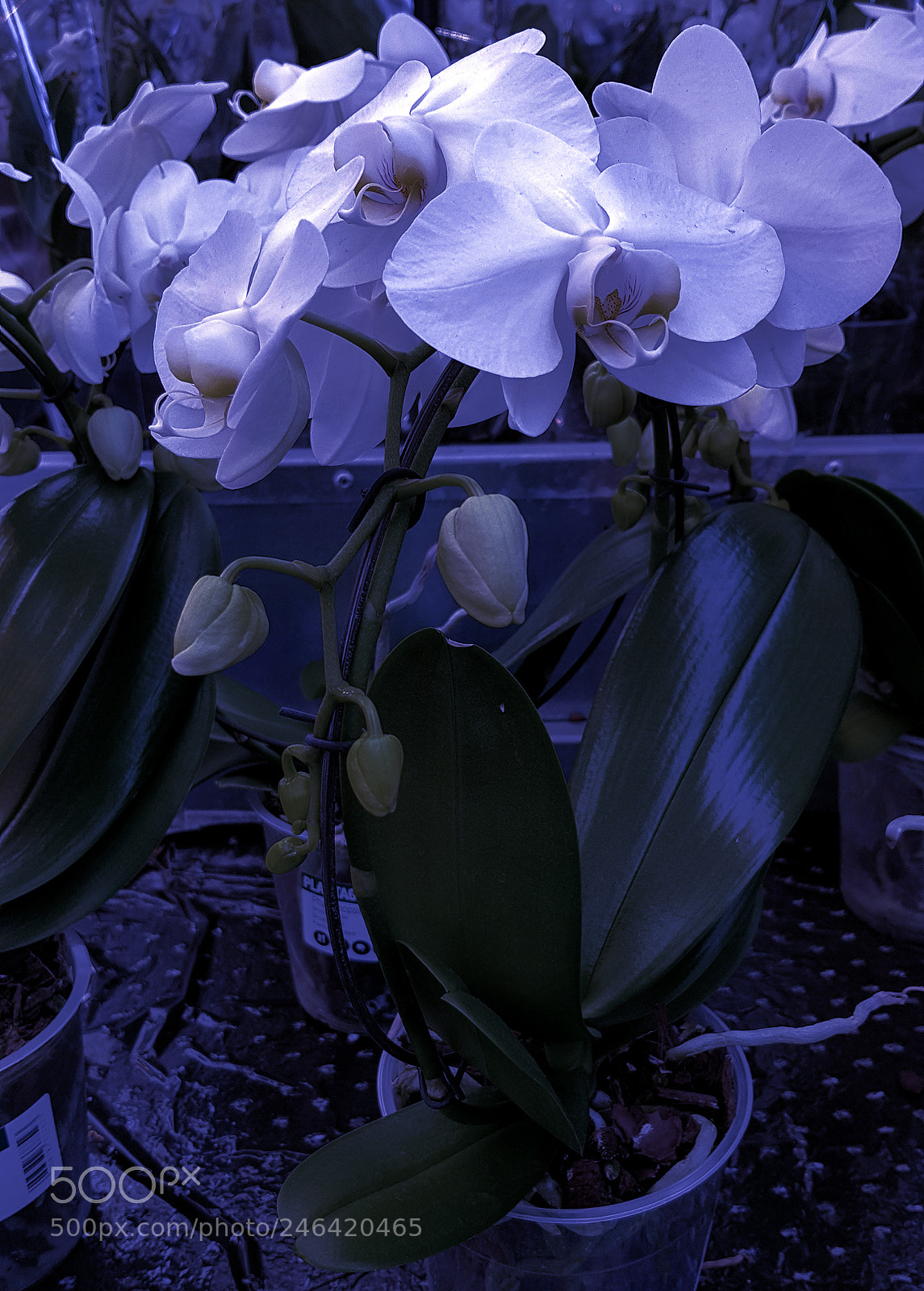 Samsung Galaxy S8 sample photo. A lowely white orchid. photography