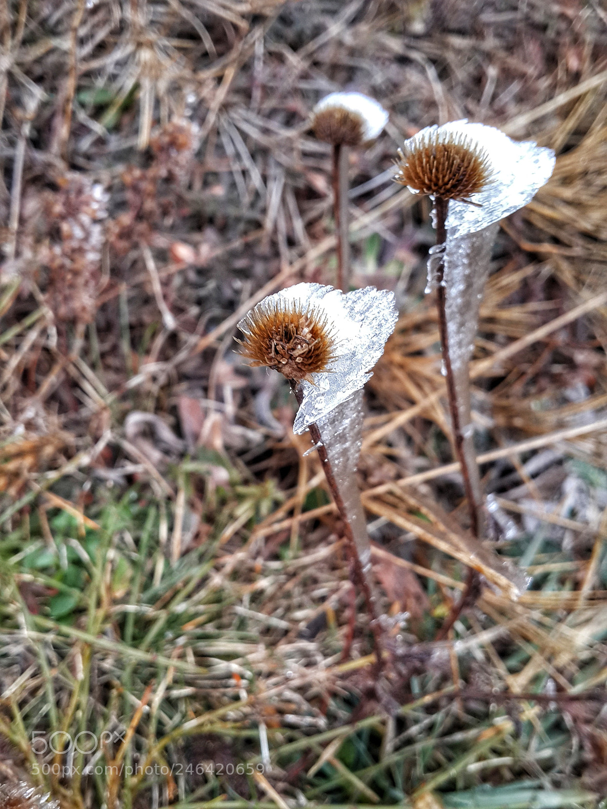 Samsung Galaxy S4 sample photo. Flowers in crystal photography