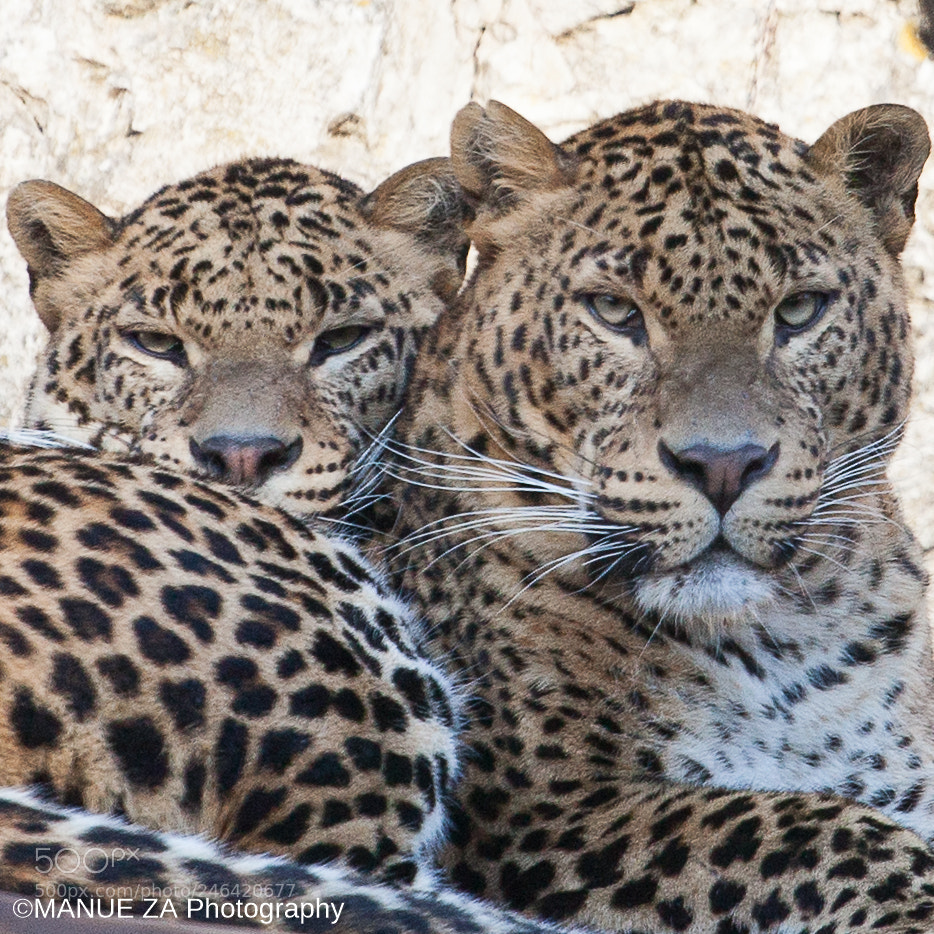 Canon EOS 5D Mark II sample photo. This is leopard's big photography