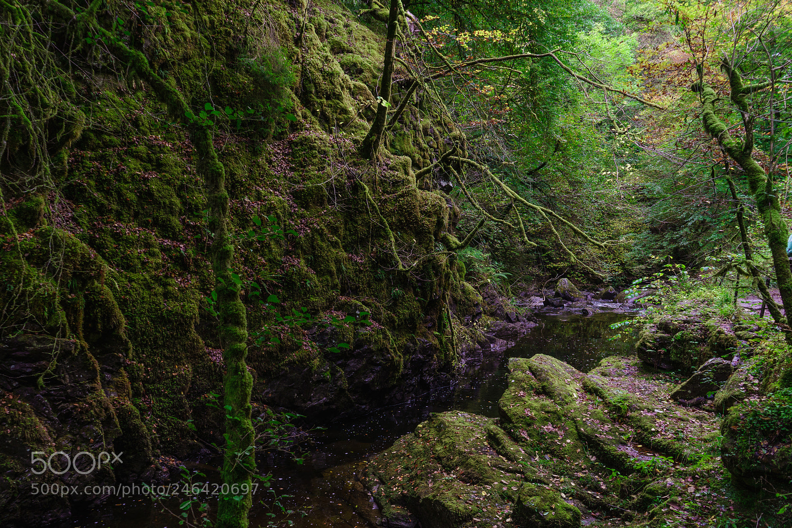 Sony a7 II sample photo. Celtic jungle photography