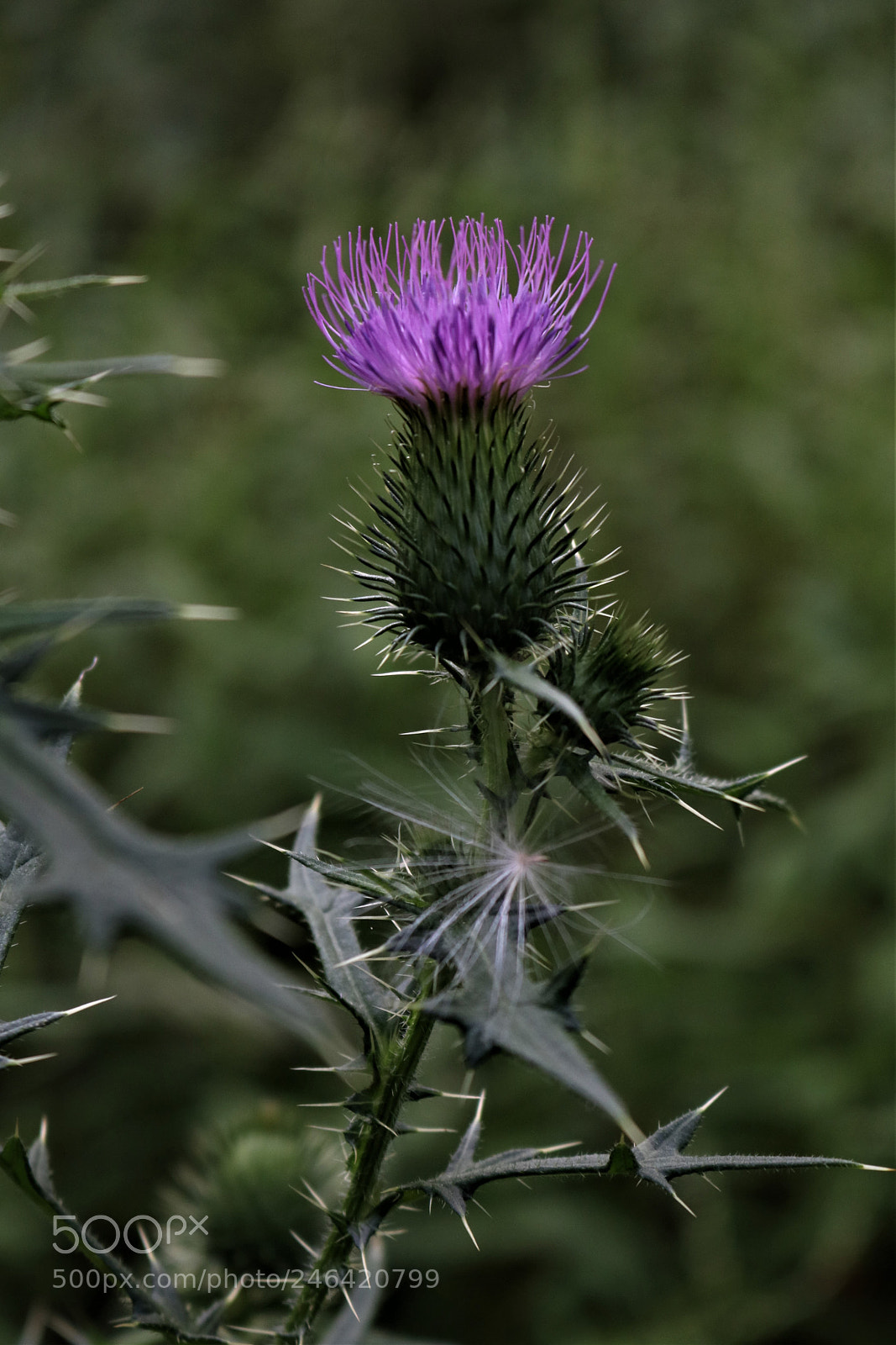 Canon EOS 750D (EOS Rebel T6i / EOS Kiss X8i) sample photo. Another road side beauty photography