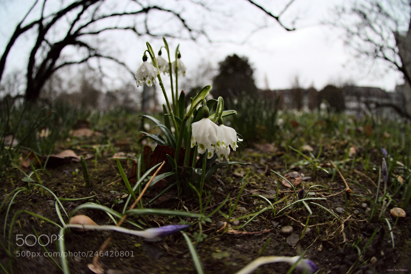 Nikon D7200 sample photo. Tristesse photography