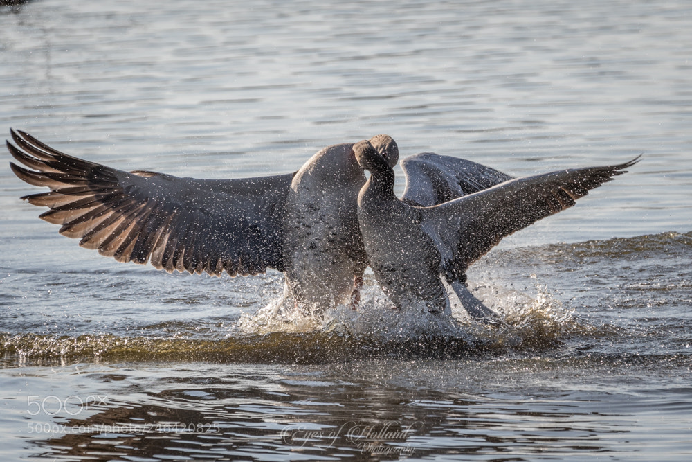 Canon EOS 7D Mark II sample photo. The fight photography