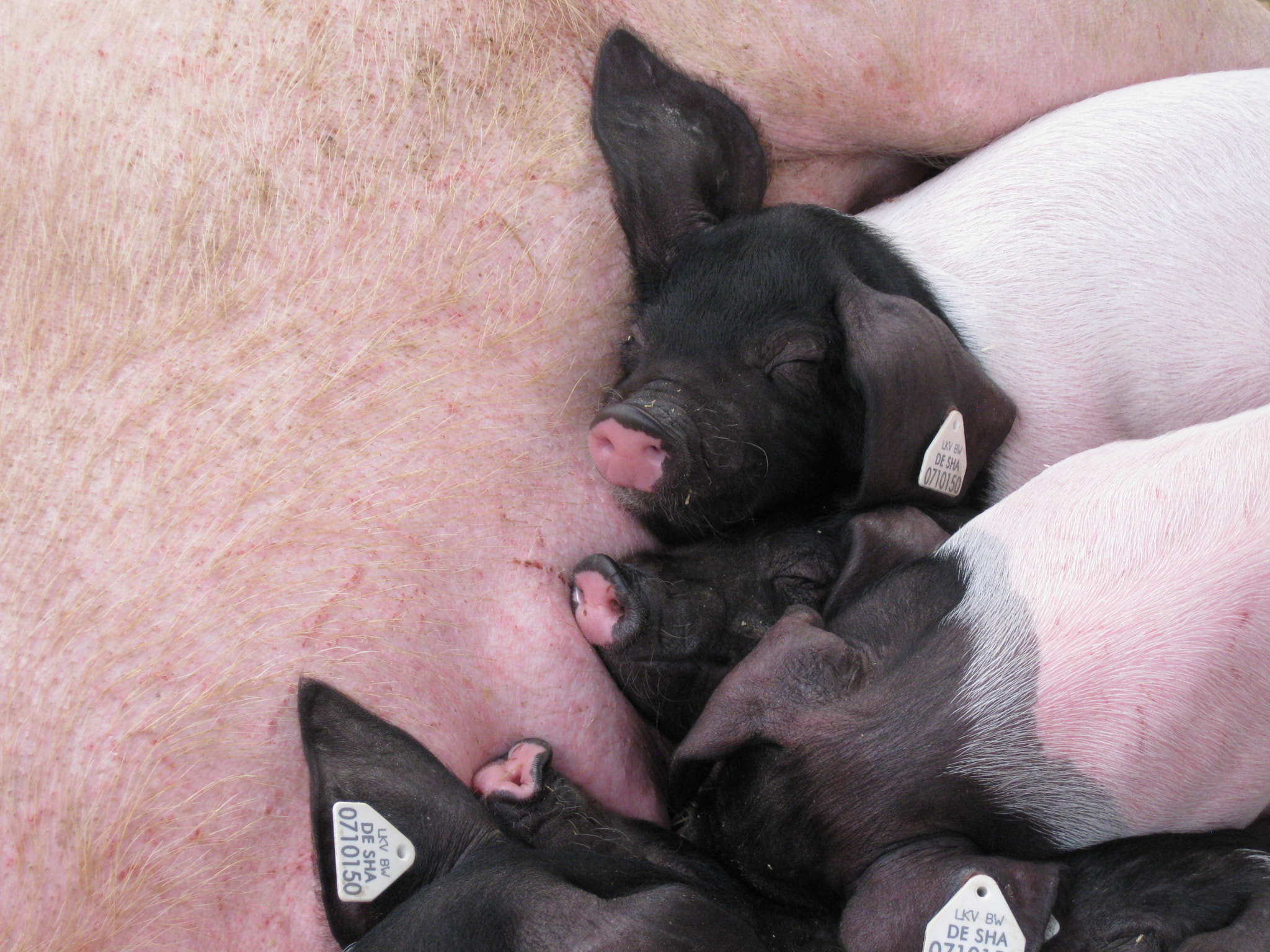 Canon PowerShot SD790 IS (Digital IXUS 90 IS / IXY Digital 95 IS) sample photo. Sleeping black heads photography