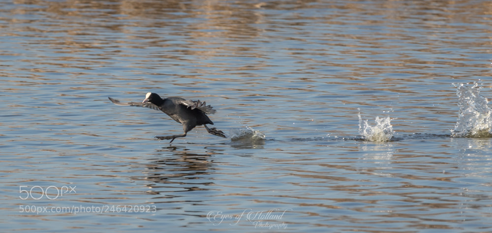 Canon EOS 7D Mark II sample photo. Running on water photography
