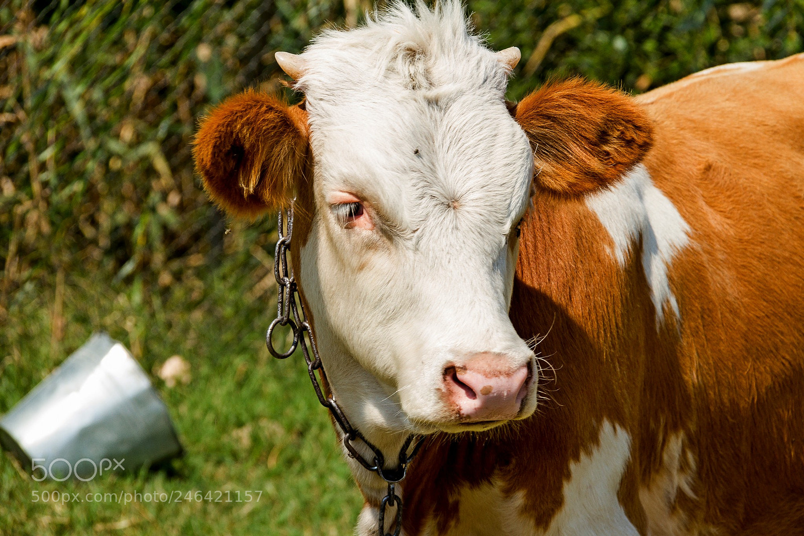 Canon EOS 7D sample photo. Cow photography