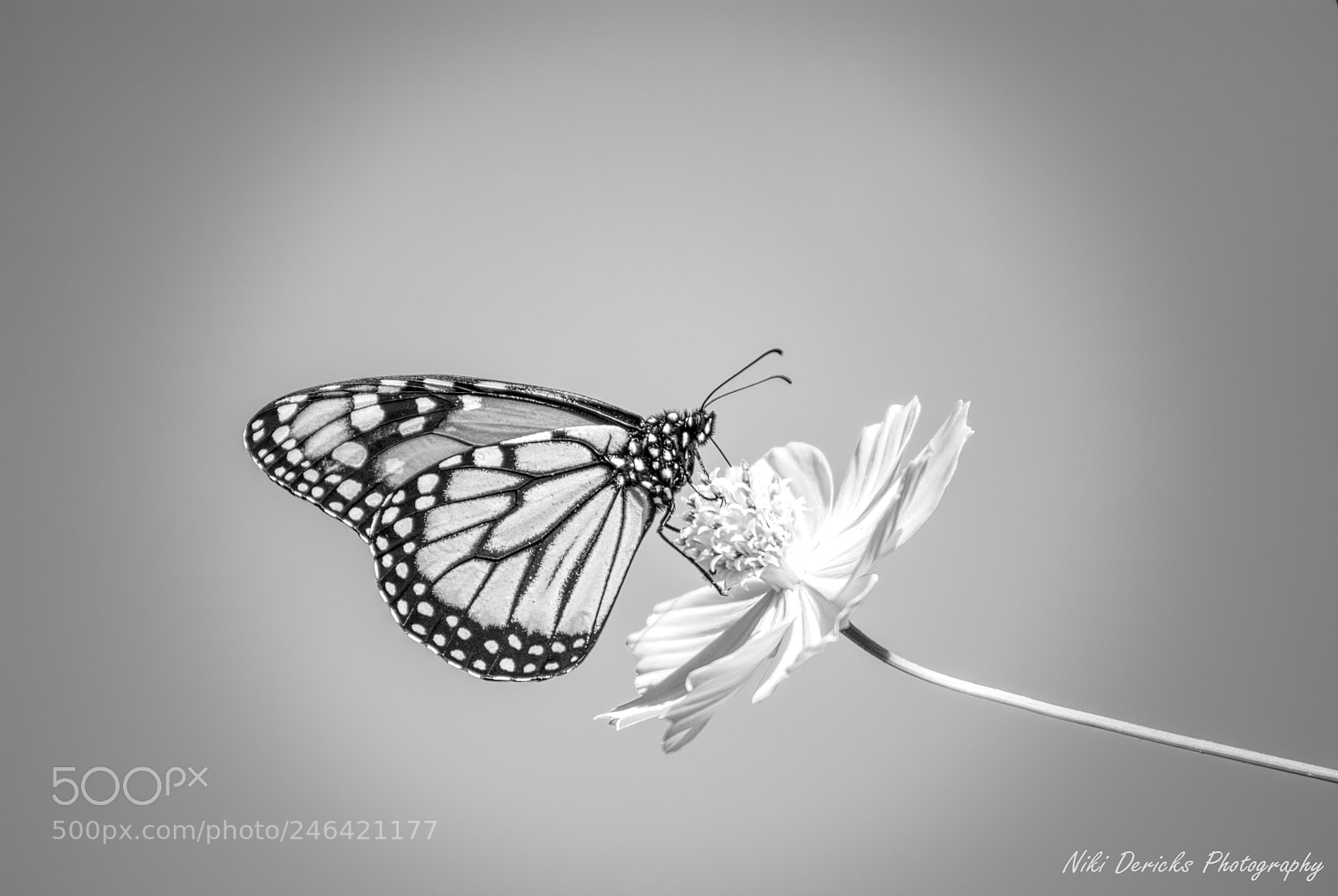 Nikon D3000 sample photo. Schmetterling photography