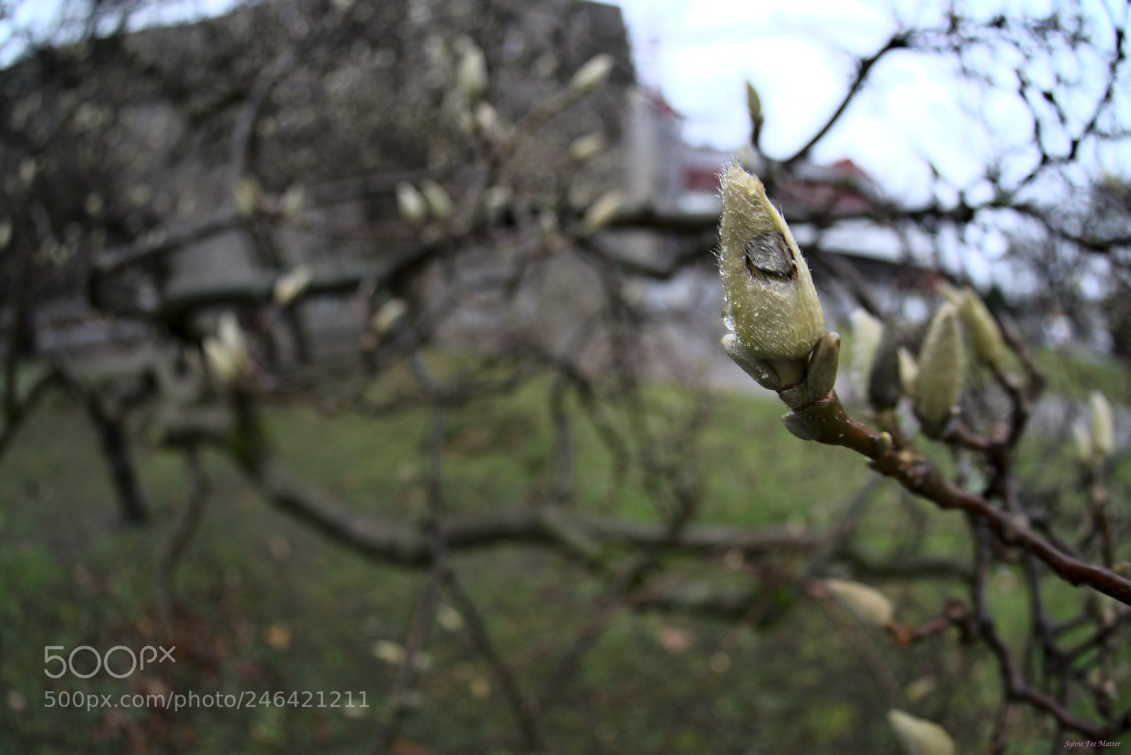 Nikon D7200 sample photo. Rainday photography