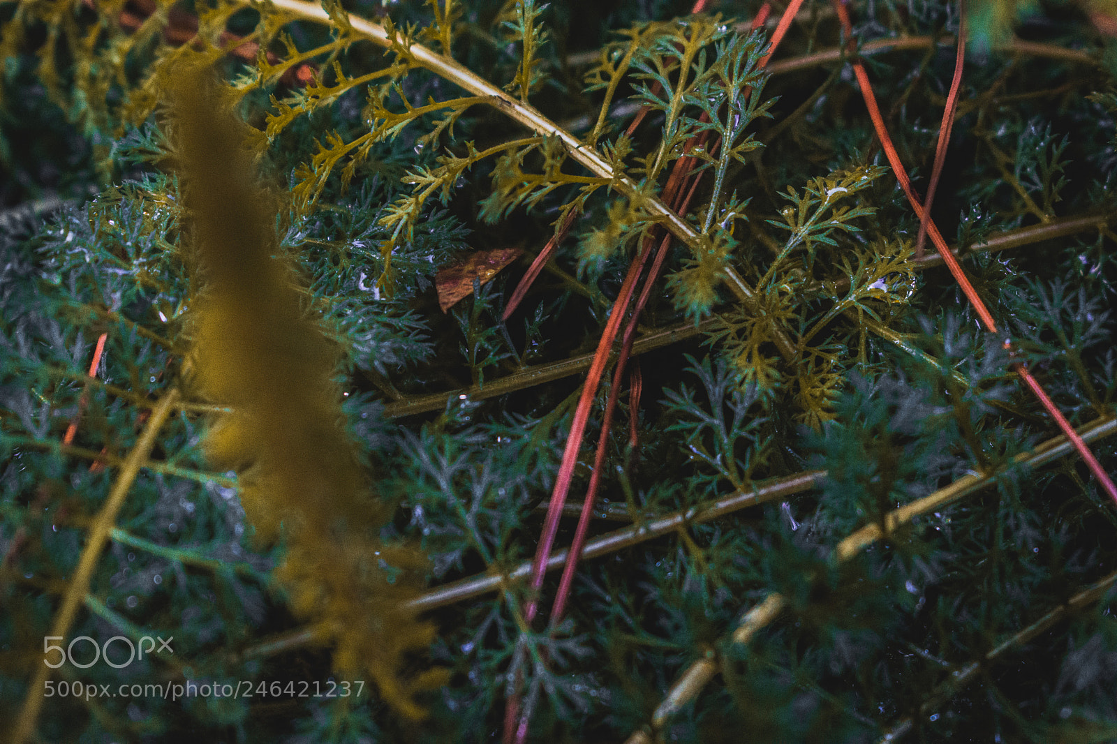 Nikon D3400 sample photo. Nature abstract photography