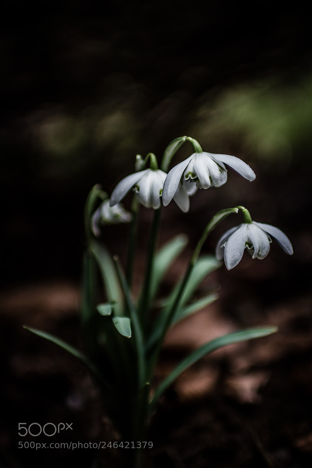 Canon EOS 700D (EOS Rebel T5i / EOS Kiss X7i) sample photo. Ray of light photography